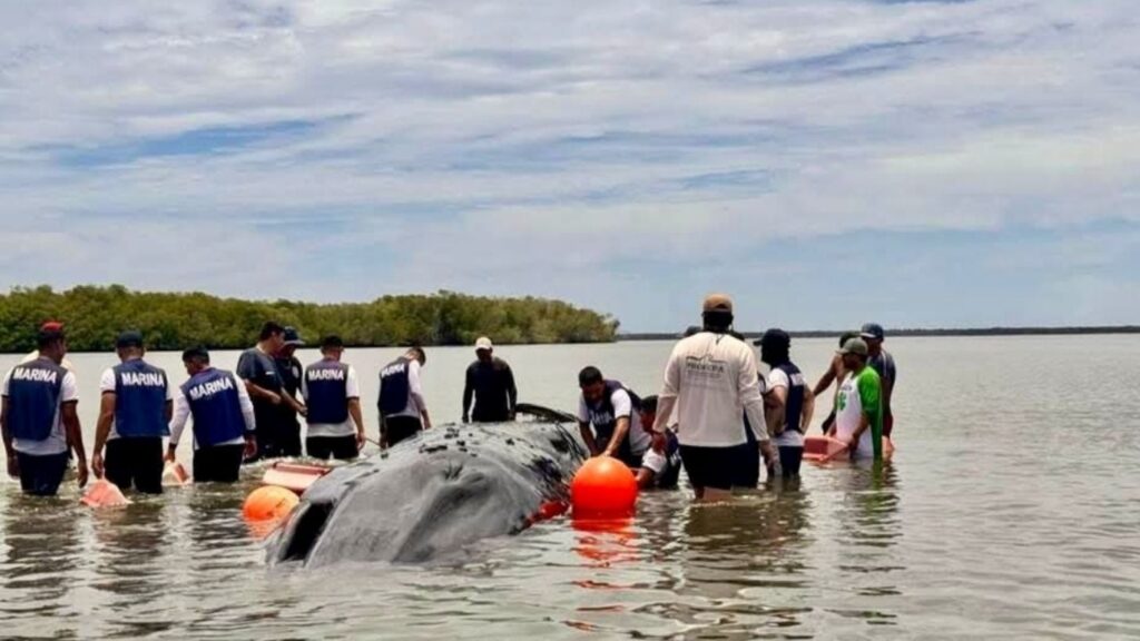 Ballena varada en Santiago Ixcuintla, Nayarit, logra regresar al mar